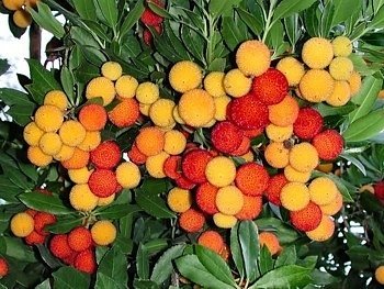 Erdbeerbaum - Arbutus unedo 50K