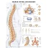 Human Spine Disorders Anatomical Chart