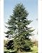 Photographic Prints of ROG-12061 Caucasian / Nordmanns FIR from Ardea Wildlife Pets