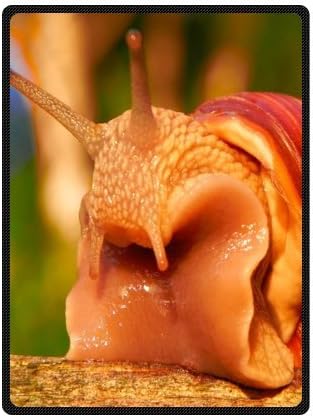 Fashion Snail Custom Blanket 58" x 80"(Large)