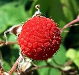 Thimbleberry 15 Seeds-Rubus parviflorus-Delicious/Hardy