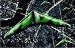 1/144���ۥ�ƥ󡡣ȣ??���ե饤�󥰡������󥰡����ⵡ 