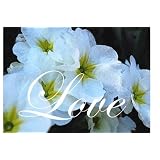 Love/Harmony