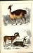 Vicugna Peru, Argali Or Big Horn H/C 1855 Old Prints