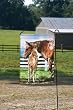 Mare & Foal Silk Reflections Garden Size Flag