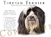 terrier44 - Tibetan Terrier Human Trainer Mouse Pad Dog Mousepad