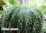 Fiber Optic Grass 50 Seeds - NEW -STRANGE - Indoors/Out
