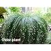 Fiber Optic Grass 50 Seeds - NEW -STRANGE - Indoors/Out