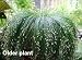 Fiber Optic Grass 50 Seeds - NEW -STRANGE - Indoors/Out