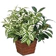 Wandering Jew Mix