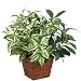 Wandering Jew Mix