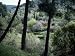Woodland, Island of Samos, Greek Islands, Greece Photographic Poster Print by Loraine Wilson, 12x9