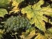 Grapes on Vine Near Village of Sidleny U Milotic, Mutenice Wine Region, Moravia, Czech Republic Cuisine Photographic Poster Print by Richard Nebesky, 16x12