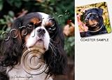 Cavalier King Charles Spaniel Dog Drink Coasters - Black & White
