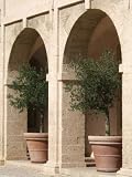 Two European Olive Tree Whips--Arbequina Variety-- Grow in Containers in Your Home or on Patio-- 8-10 Tall;