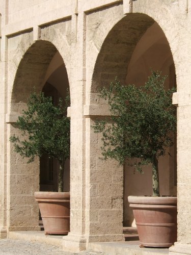 Two European Olive Trees-Arbequina Variety--Sold in Pairs to Improve Production--Grow in Containers in Your Home or on Patio