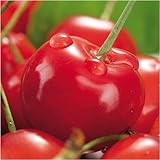 �Ⴈ�����M�t�g��k�C���������ځu��z�v�P�j��