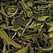 darjeeling white tea
