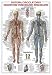 Poster, Circulatory System, 26.75 in X 38.5 in. Ships same day.