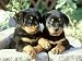 Rottweiler, Puppy Pair Relaxing Photographic Poster Print by Alan And Sandy Carey, 16x12