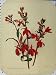 1897 Hardy Herbaceous Perennial Flower Red Old Print