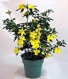 Amazon / Hirts: Jasmine: Golden Primrose Jasmine - Stunning Yellow Blooms - 4 Pot