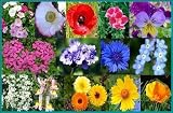 Low Grow Wildflower Mix - 4,000 Seeds - Seed Needs Envelope
