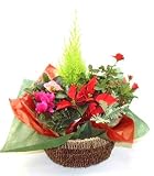 《第一花壇》　Ｘ&rsquo;ｍａｓバスケット　Ｌ