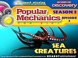 play video on Amazon Prime