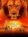 African Cats