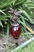 DRAGONFLY globe Hose HOLDER guide garden YARD ART NEW