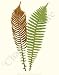 Botanical Fern Print: Lomaria nuda