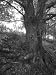 Old Tree (Black & White) Photographic Poster Print by Wolf Yoder, 10.5x14 Image