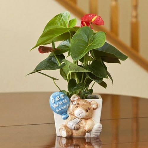 Get Well Gift - Teddy Bear Container -Ships Empty