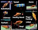 R2 Fish School