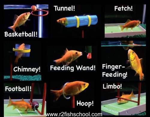 R2 Fish School