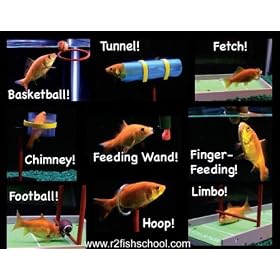 R2 Fish School Complete Fish Training Kit