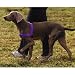Easy Walk Harness (S/M), Color: Purple