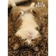 もっと、まるです。<br>ｍｕｇｕｍｏｇｕ写真・文　 <br>1365円<br>ISBN:9784048990431　