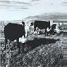 Image of album by Mark Kozelek