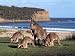 Group of Kangaroos Grazing, Australia Photographic Poster Print by Inga Spence, 16x12