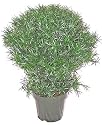 30" Artificial Indoor- Outdoor Podocarpus Ball Topiary