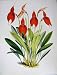 C1979 Orchids Flowers Masdevallia Veitchiana Orange