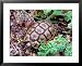 Angulate Tortoise in Flowers, South Africa Framed Art Poster Print by Claudia Adams, ...