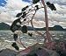West Wind Art Print Poster By Tom Thomson, 11.5 