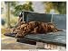 Thank Goodness It's Friday (Choc. Lab) Barbara Shipman 25x19