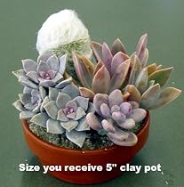 Baby Girl Pink Cactus Garden