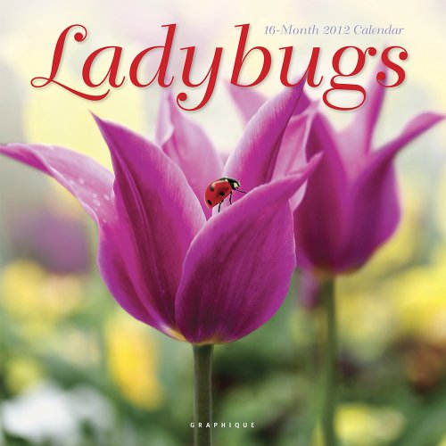 2012 ladybugs wall calendar