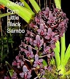 Cym. Little Black Sambo 