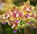 Pink Yellow Spotted Orchids Hong Kong Flower Market - 24